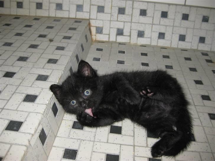 Huskat Siri - *Vaske vaske* billede 11