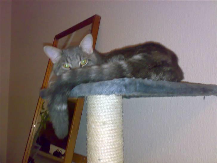 Blanding af racer Main coon bla. Iggy... billede 10