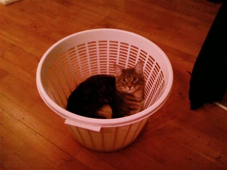Blanding af racer Main coon bla. Iggy... billede 11