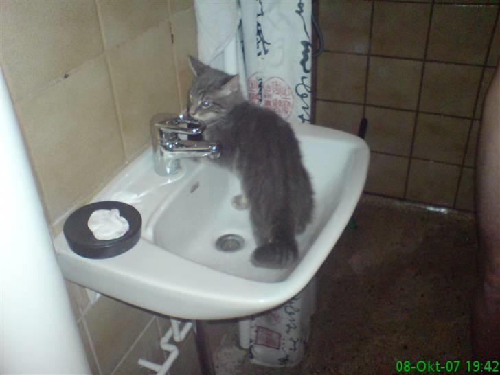 Blanding af racer Main coon bla. Iggy... billede 12