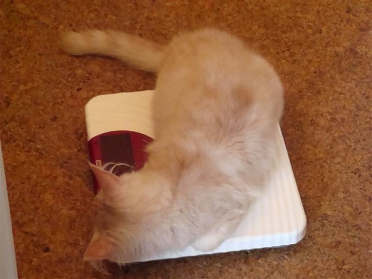 Maine Coon Baxter billede 9