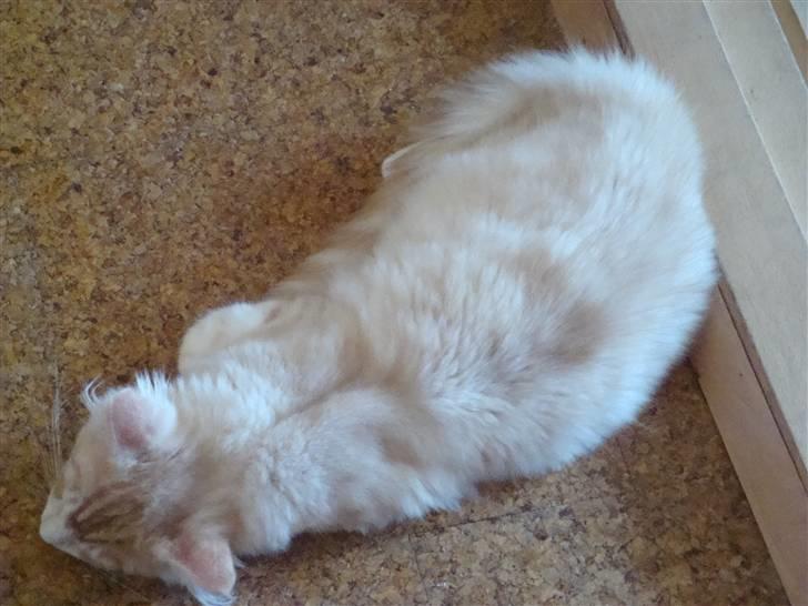 Maine Coon Baxter billede 10