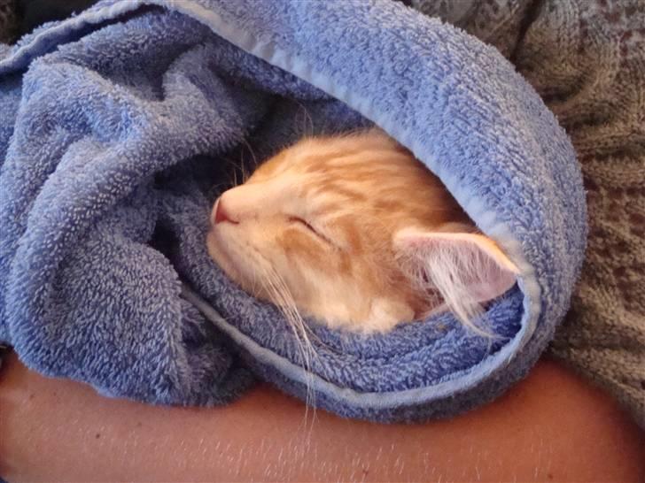 Maine Coon Baxter billede 11