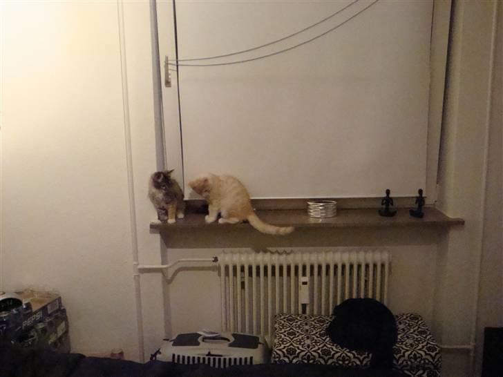 Maine Coon Baxter billede 12