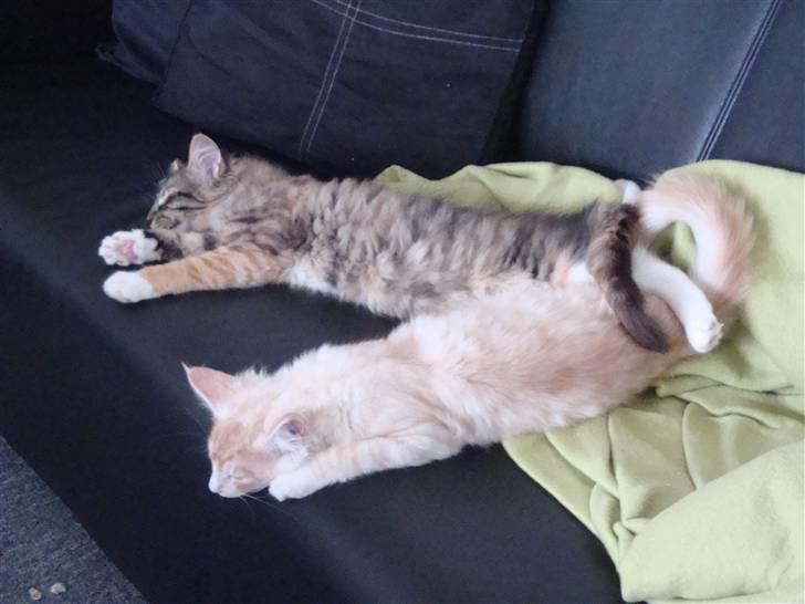 Maine Coon Baxter billede 13