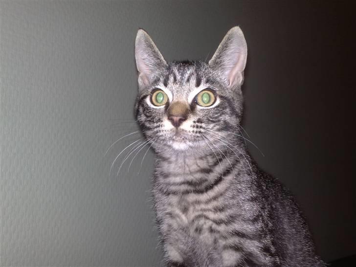 Huskat Agent 00knurhår billede 7