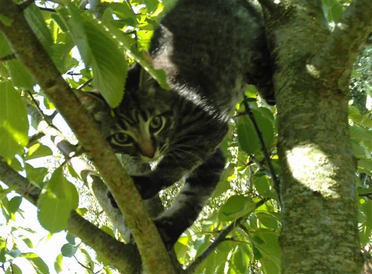 Huskat Agent 00knurhår billede 8