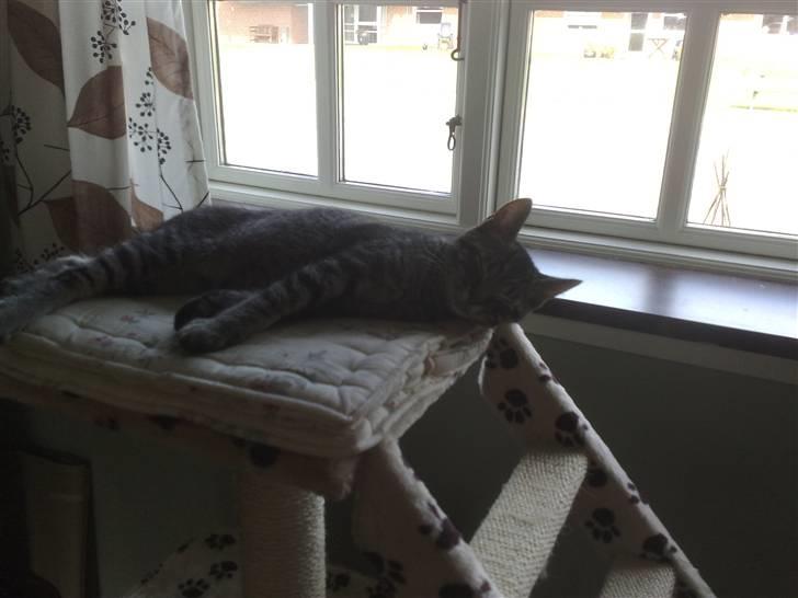 Huskat Agent 00knurhår billede 9