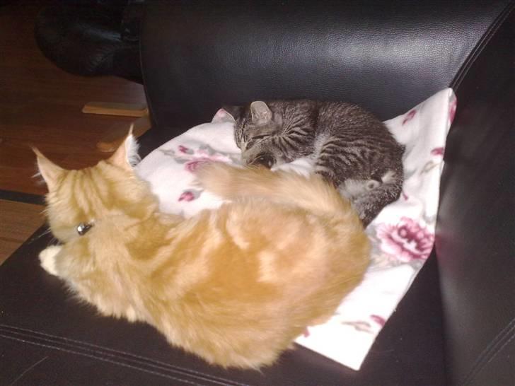 Huskat Agent 00knurhår billede 10