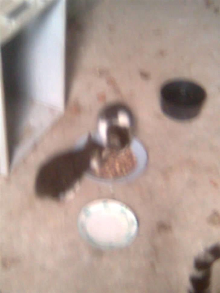 Huskat hvæser billede 1