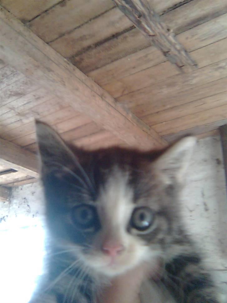 Huskat hvæser billede 2