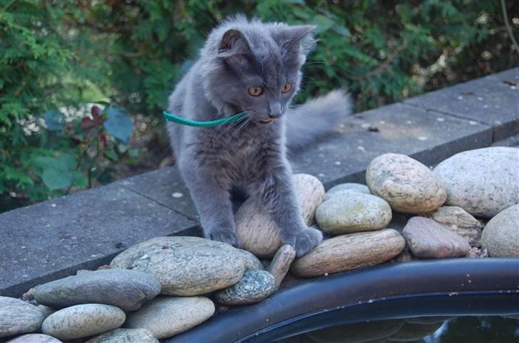 Blanding af racer Leopold - Hvem siger katte er bange for vand? billede 10