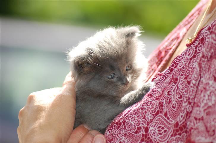 Blanding af racer Leopold - Mig da jeg var lille. Mie holder mig :] billede 11