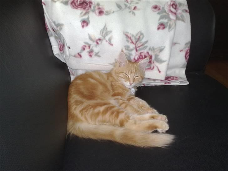 Maine Coon Orla billede 8