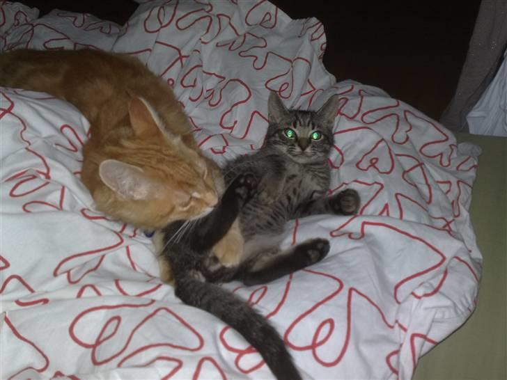 Maine Coon Orla - Uhm.. Gnaveben billede 9