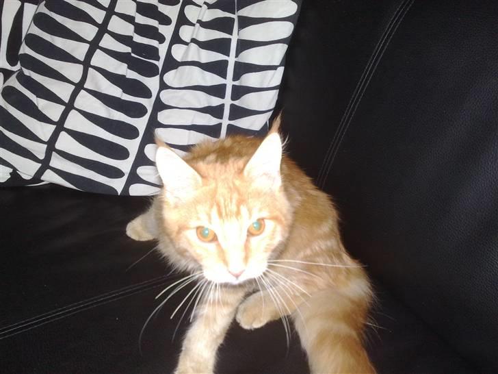 Maine Coon Orla - Nej jeg vil ikke sidde stille - jeg vil kæles! billede 10