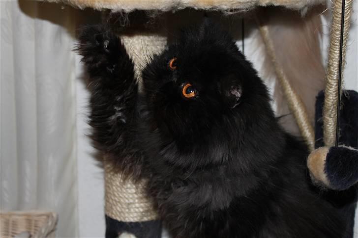 Perser Herlovinias Cornelia Baze - Baze Hilser på :) "Hej hej alle sammen. Og velkommen til min profil" billede 2