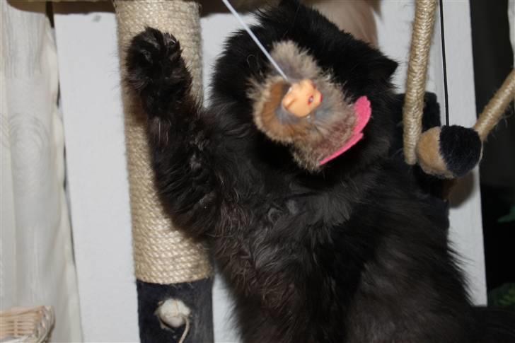 Perser Herlovinias Cornelia Baze - "Nu tager jeg dig!" billede 3