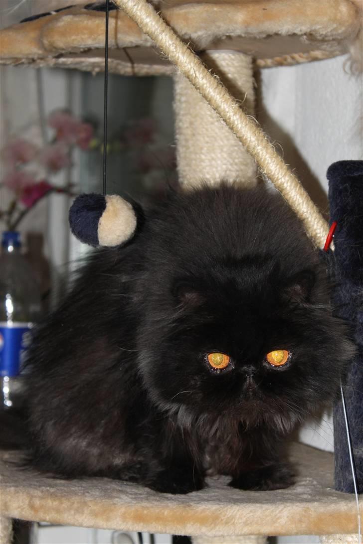 Perser Herlovinias Cornelia Baze billede 4