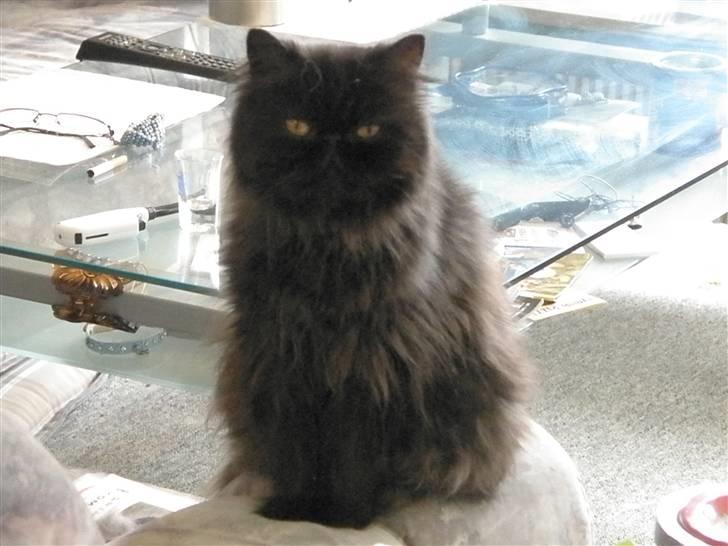 Perser Herlovinias Cornelia Baze - Kort tid efter vi fik hende billede 5