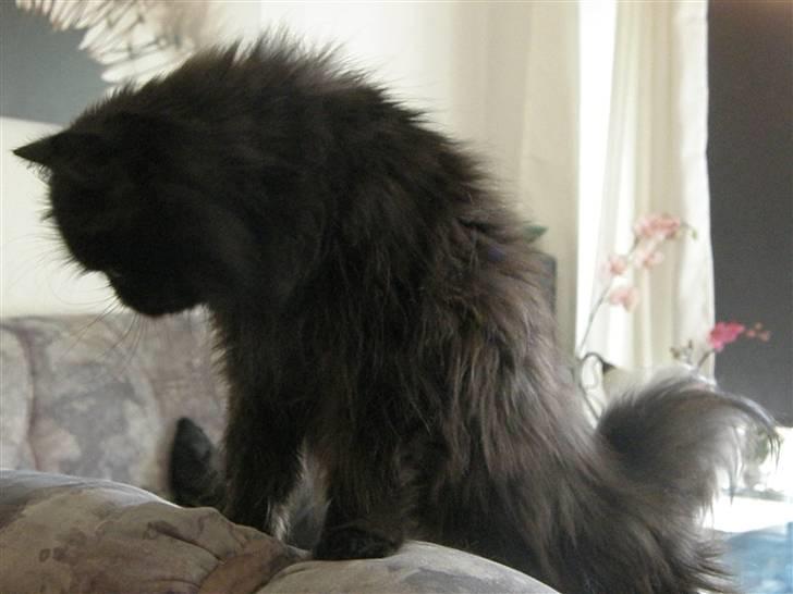 Perser Herlovinias Cornelia Baze - Kort tid efter vi fik hende billede 6