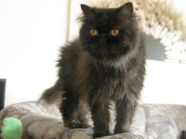 Perser Herlovinias Cornelia Baze - Kort tid efter vi fik hende billede 7