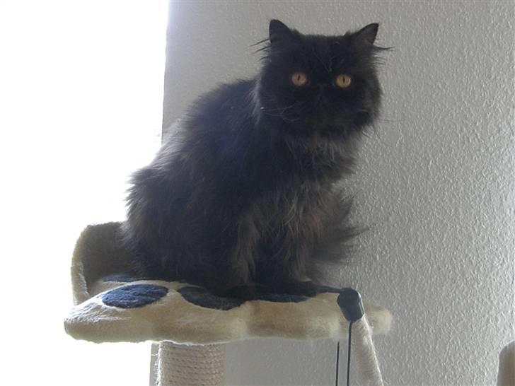 Perser Herlovinias Cornelia Baze - Kort tid efter vi fik hende billede 8