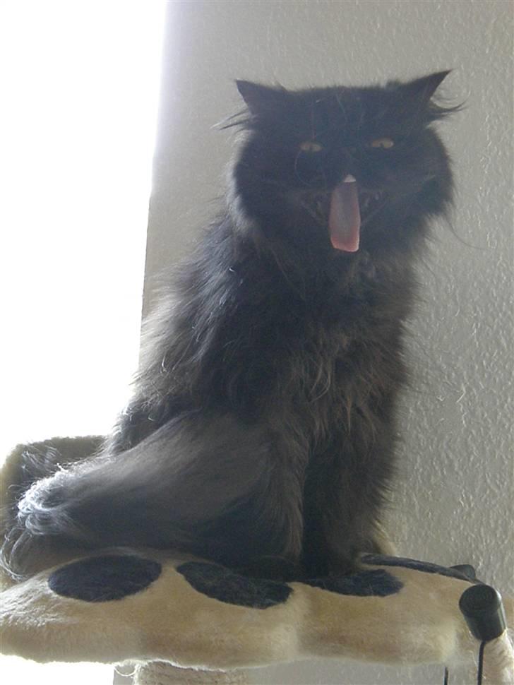 Perser Herlovinias Cornelia Baze - Kort tid efter vi fik hende billede 9