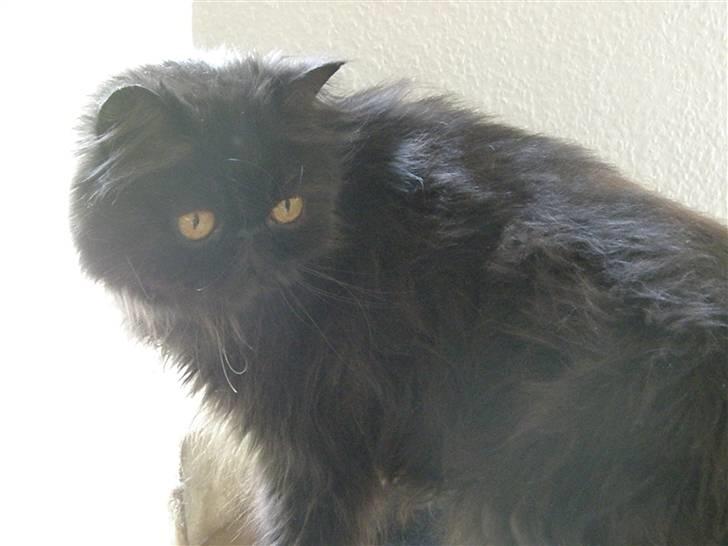 Perser Herlovinias Cornelia Baze - Kort tid efter vi fik hende billede 10