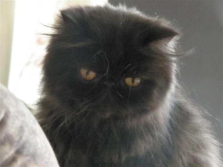 Perser Herlovinias Cornelia Baze - Kort tid efter vi fik hende billede 11