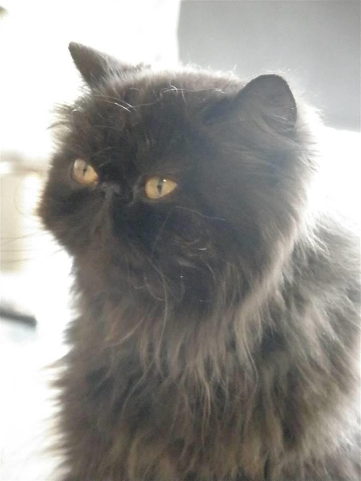 Perser Herlovinias Cornelia Baze - Kort tid efter vi fik hende billede 12