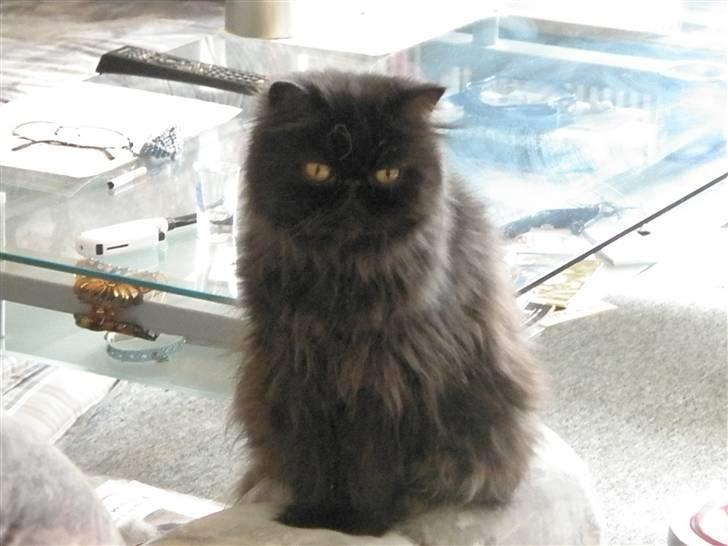 Perser Herlovinias Cornelia Baze - Kort tid efter vi fik hende billede 13