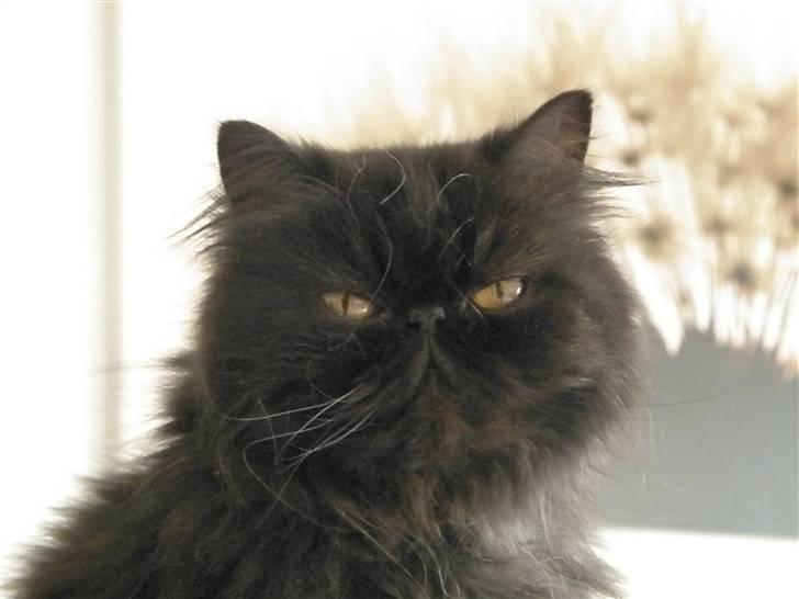 Perser Herlovinias Cornelia Baze - Kort tid efter vi fik hende billede 14