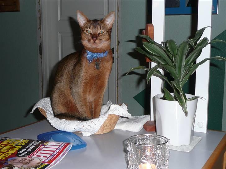 Abyssinier Freja - Her sidder jeg da meget godt. billede 1