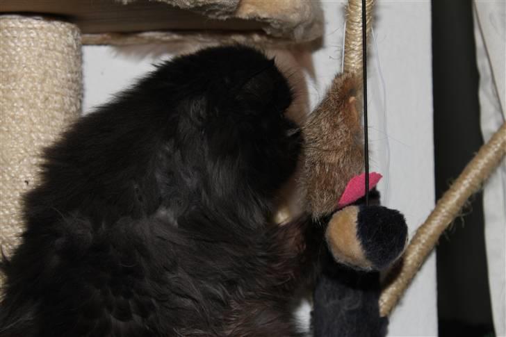 Perser Herlovinias Cornelia Baze billede 17