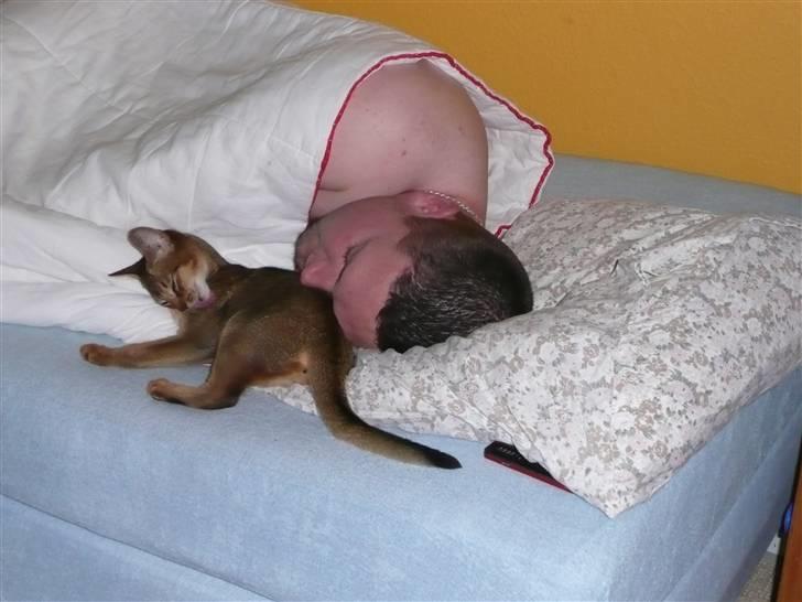Abyssinier Freja - Årh, jeg putter her hos storebror. billede 2
