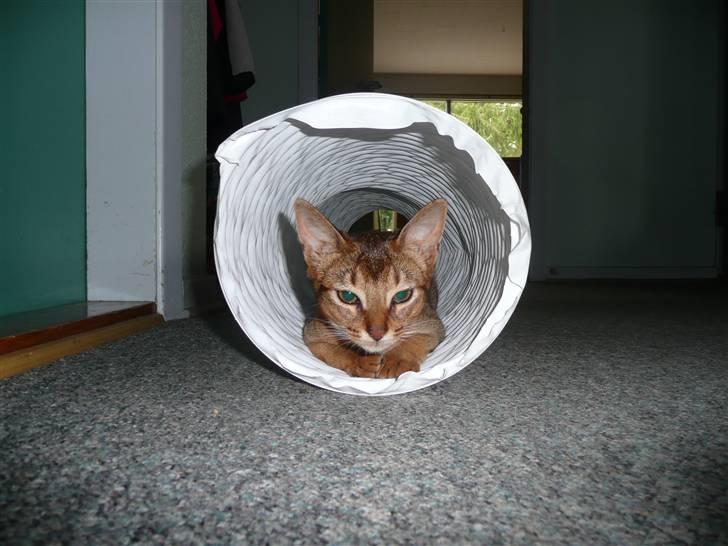 Abyssinier Freja - Sådan en tunnel burde alle kattebørn have. Det er sjovt. billede 3