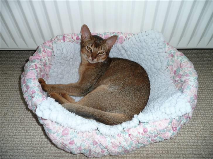 Abyssinier Freja - Helt min egen kurv. billede 4