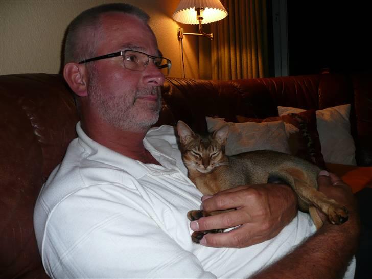 Abyssinier Freja - Eeeelsker far. billede 5