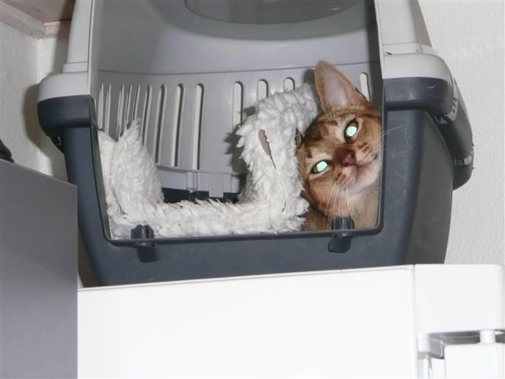 Abyssinier Freja - Kan I alligevel godt se mig nu? billede 7