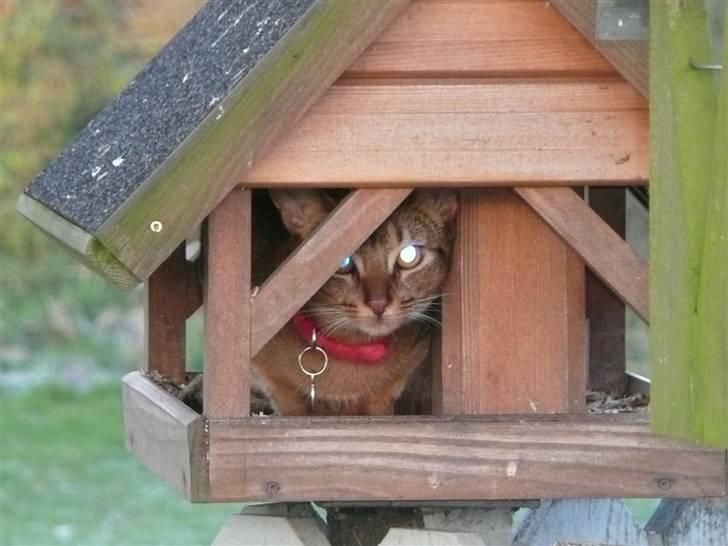 Abyssinier Freja - Uh, der vil ikke rigtigt komme nogle. billede 8