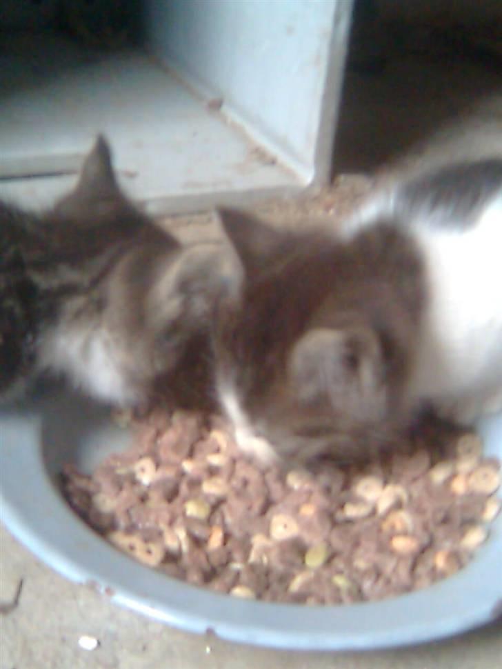 Huskat hvæser billede 3