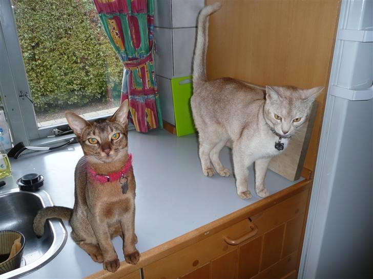 Abyssinier Freja - Sig mig, skulle der ikke smøres madpakker? billede 9