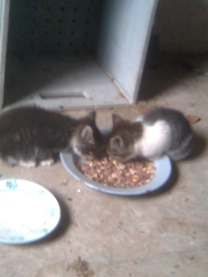 Huskat hvæser billede 4