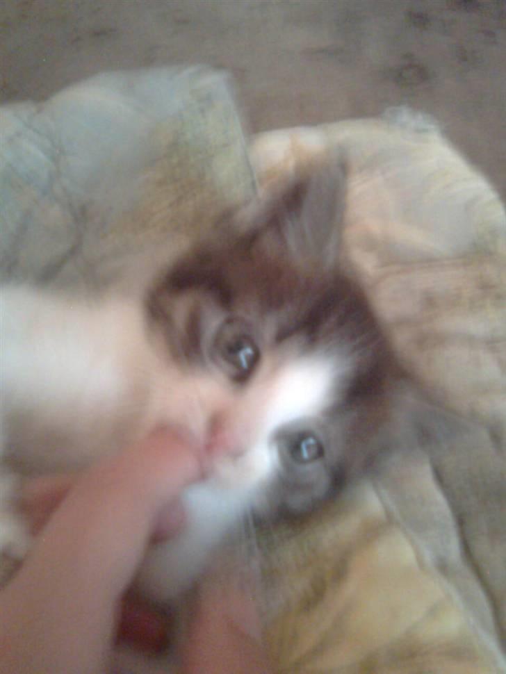 Huskat hvæser billede 5