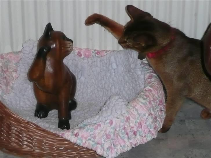 Abyssinier Freja - Fy for en grim fyr. Den skal jeg nok ordne. Nå var den af træ? billede 10