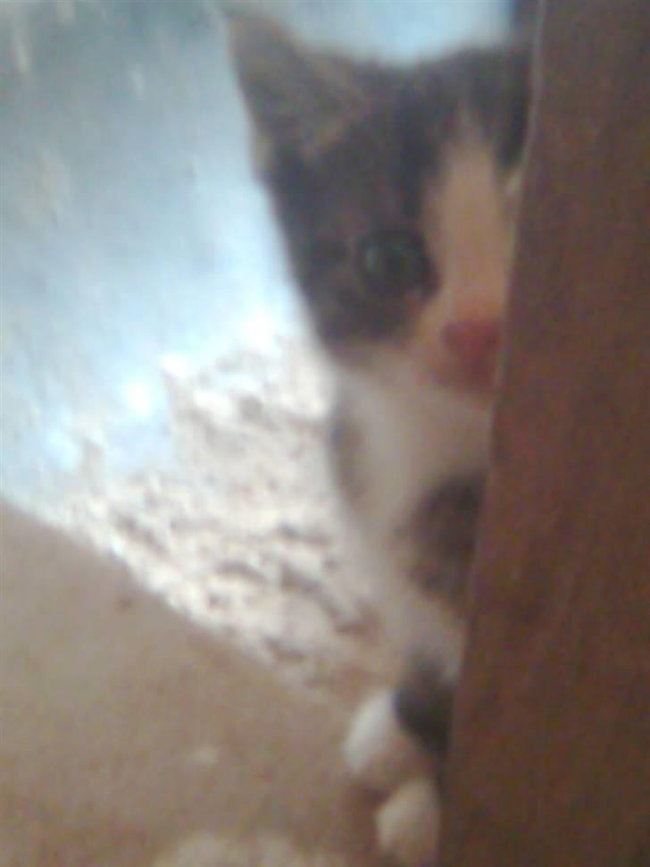 Huskat hvæser billede 6