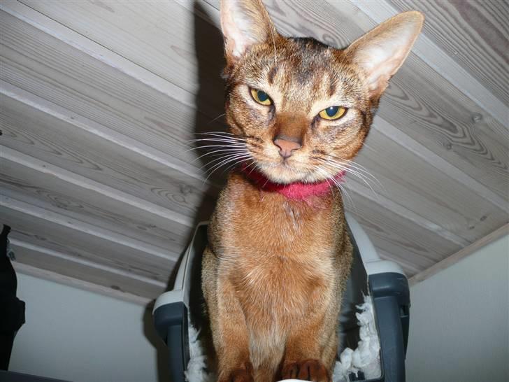 Abyssinier Freja - Årh, hvor ser I små ud heroppe fra. billede 11