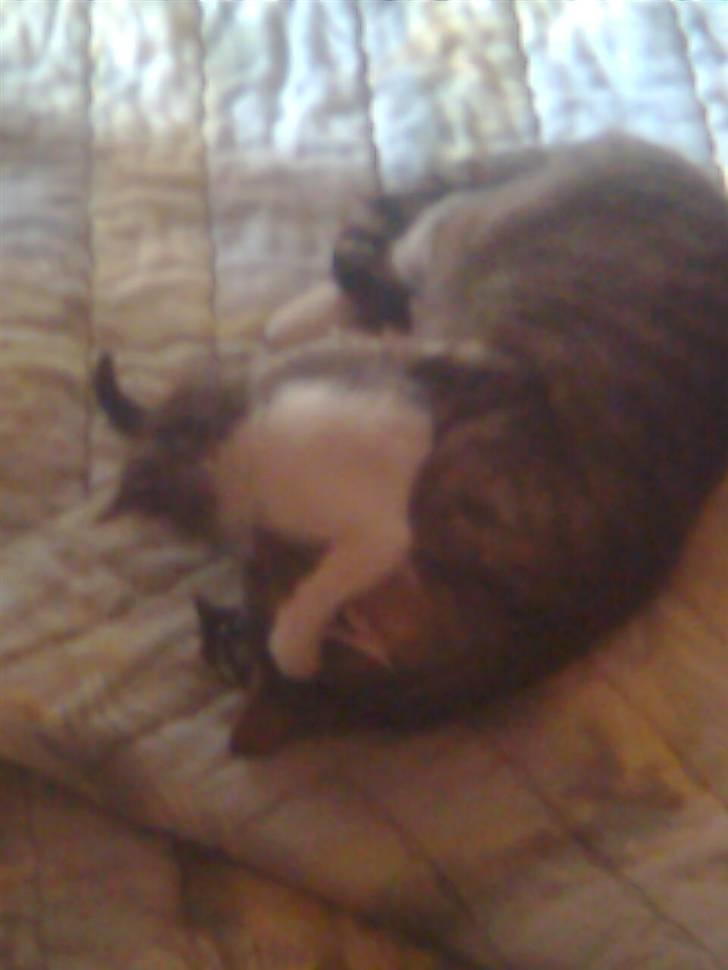 Huskat hvæser billede 7