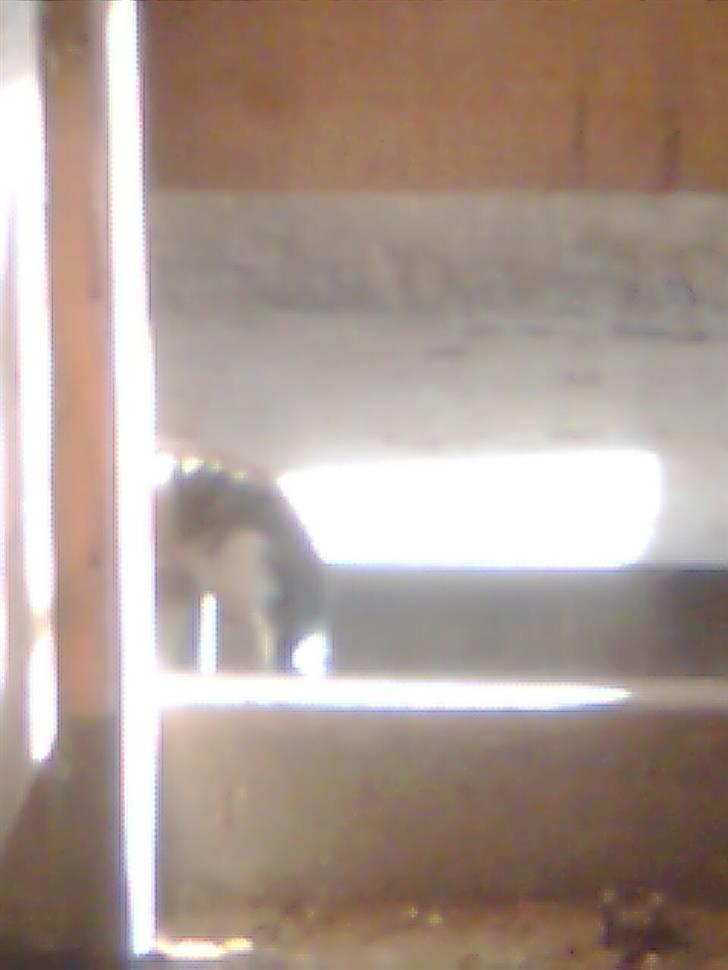 Huskat hvæser billede 8